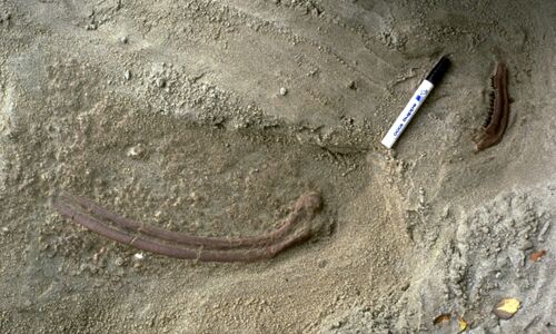 Freigelegte Säugetierfossilien (links: Rippe eines Nashorns; rechts: Unterkieferast eines Gabelhirsches) am Maurerkopf bei Edelbeuren.