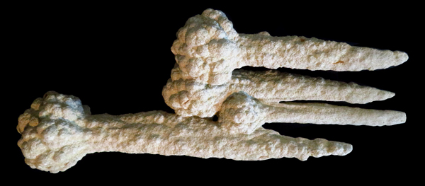 Zapfensandstein-Gruppe von Ochsenhausen im Landkreis Biberach. Neben dieser Form mit blumenkohlartiger Oberfläche existieren auch weitgehend glatte Zapfen. Solche Zapfen bilden sich Buchner, Sach und Schmieder zufolge beim Durchlauf hochenergetischer seismischer Wellen im teils wassergesättigten Sediment. Bild & Coll.: Volker J. Sach, Länge der Zapfengruppe: 70 Zentimeter.